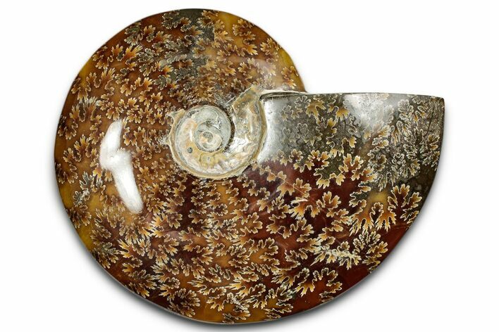 Polished Cretaceous Ammonite (Cleoniceras) Fossil - Madagascar #339096